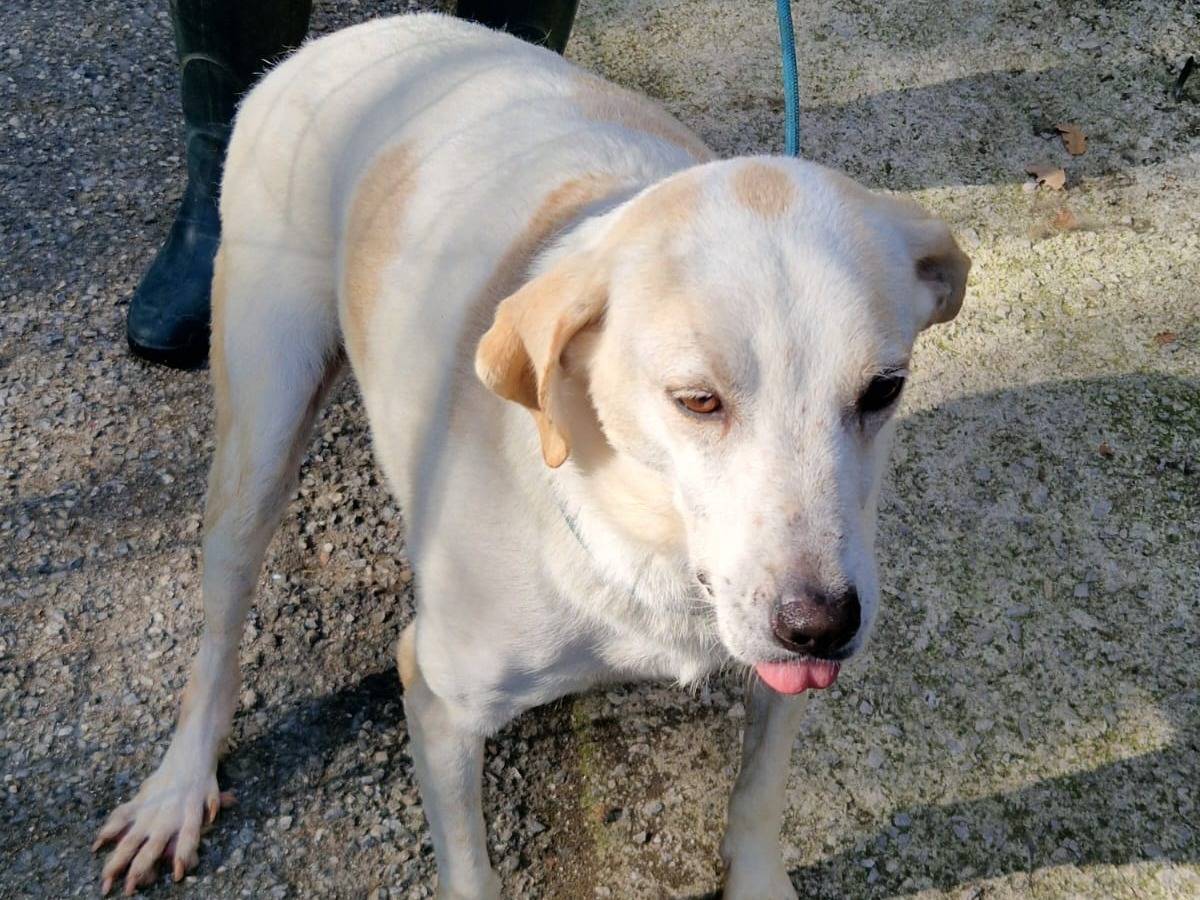 Adozione cane, maschio, Razza sconosciuta Razza sconosciuta, 6 anni e 5 mesi, taglia media, Cosenza
