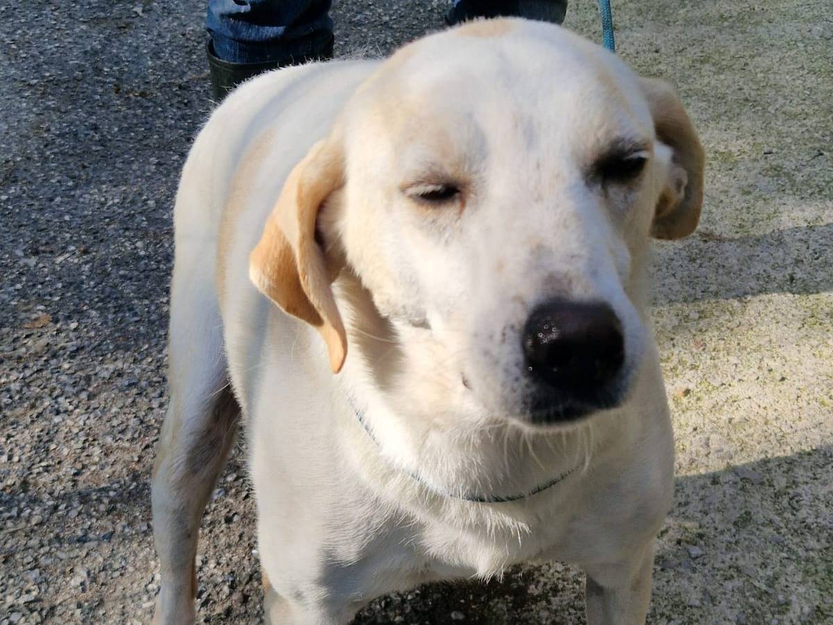 Adotta un cane, taglia media, maschio, Cosenza