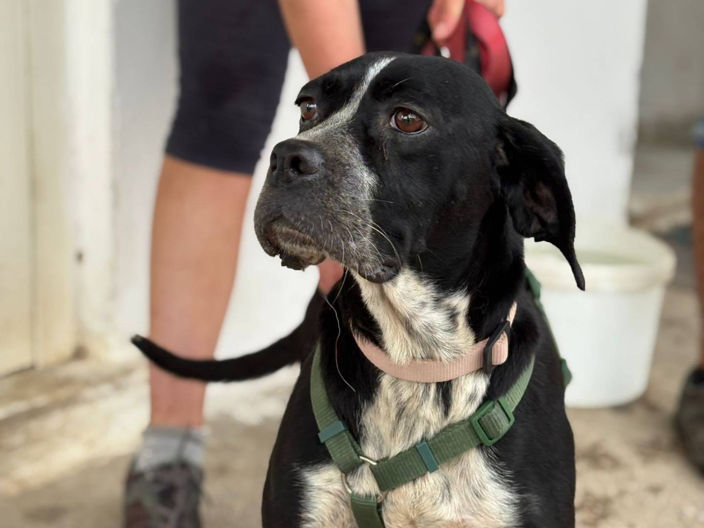 Adozione cane, femmina, Breton Razza sconosciuta, 2 anni, taglia media contenuta, Caserta