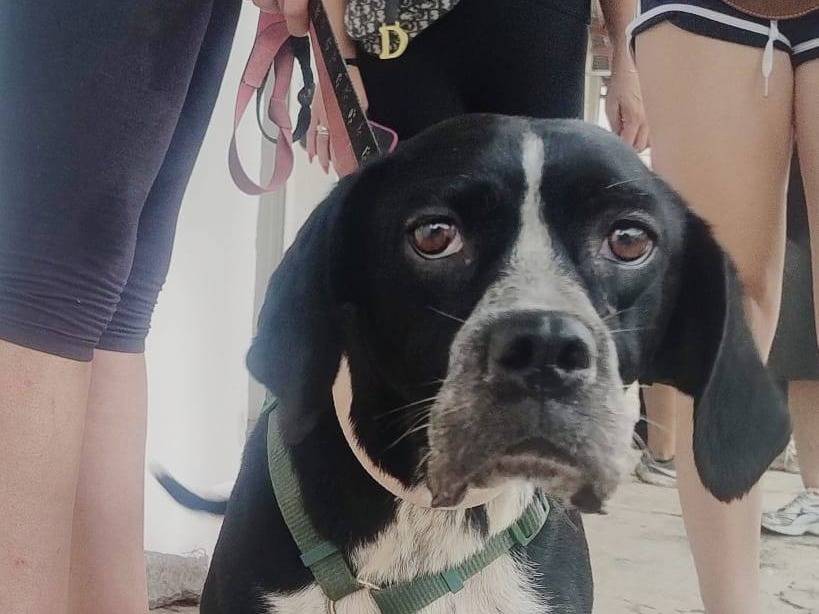 Adotta un cane, femmina, 2 anni, Caserta