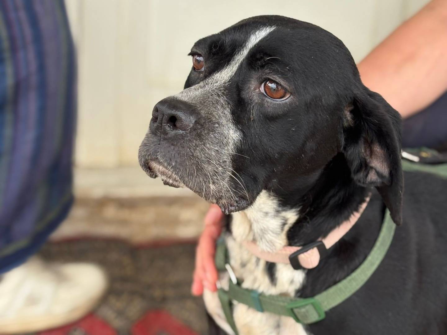 Vuoi adottare un cane a Caserta?