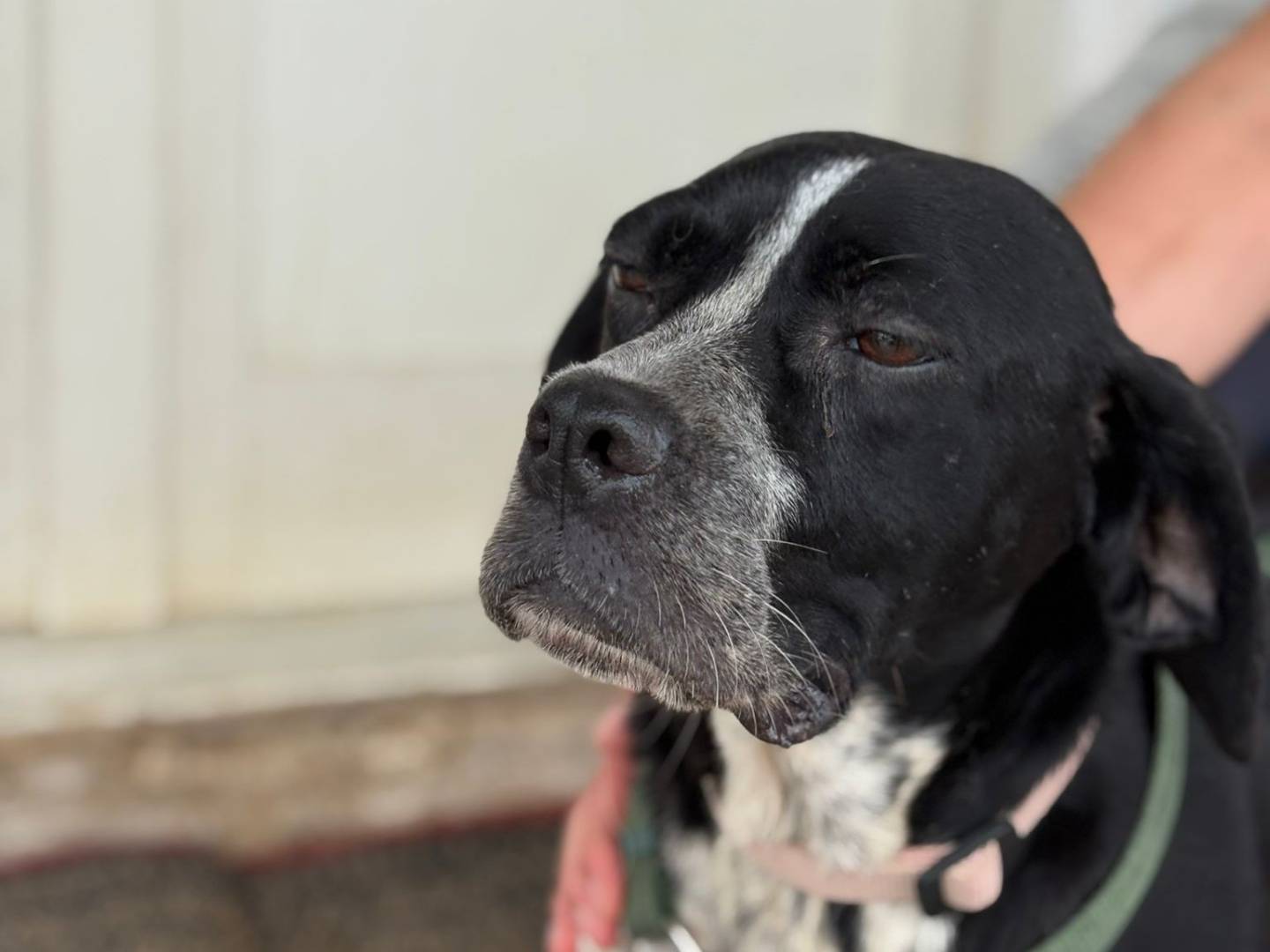 Adotta il cane DORA a Caserta