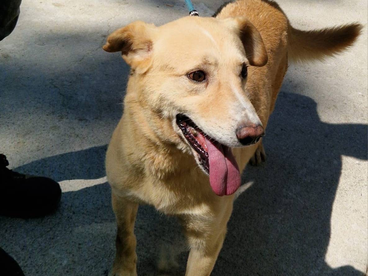 Adozione cane, maschio, Razza sconosciuta Razza sconosciuta, 9 anni e 1 mese, taglia media, Cosenza