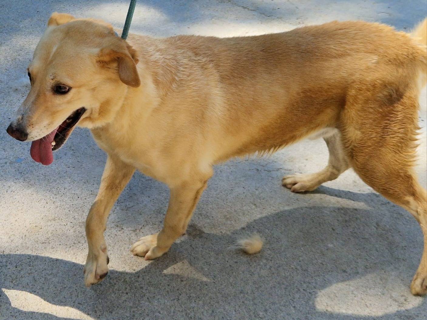 Adotta un cane, taglia media, maschio, Cosenza