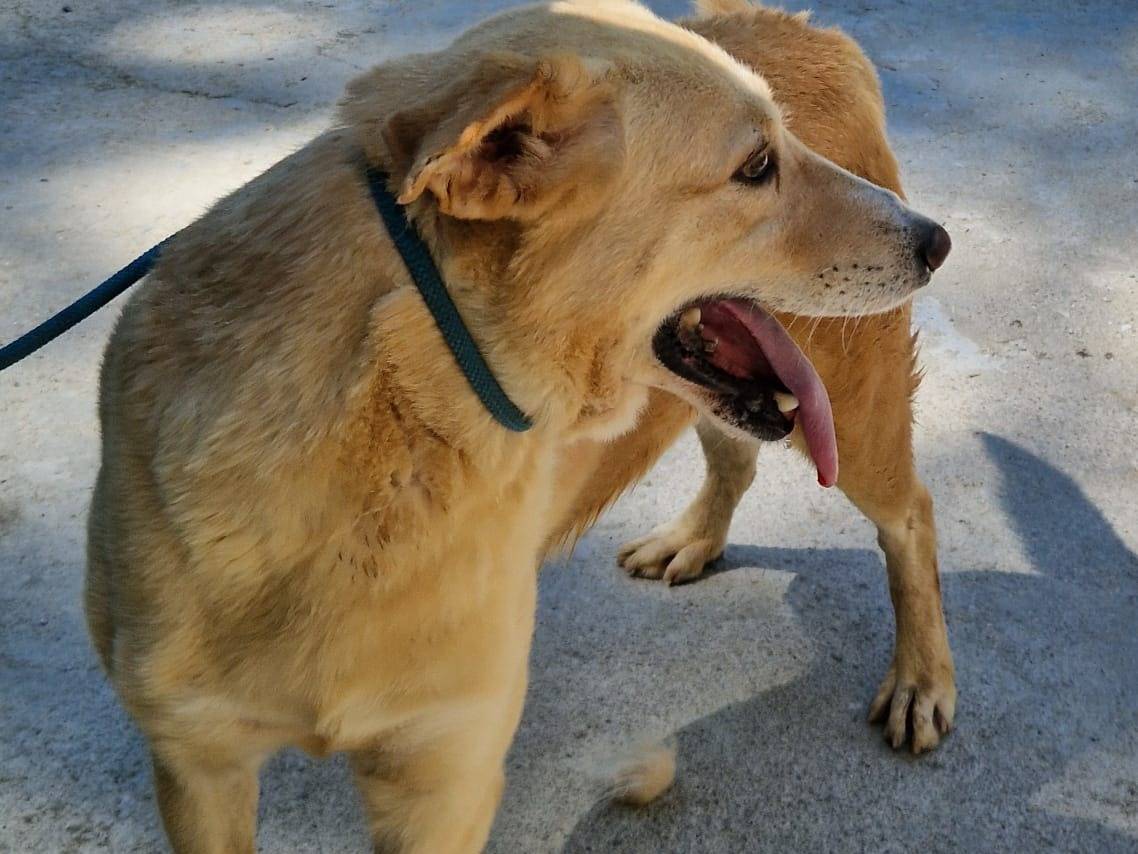 Vuoi adottare un cane a Cosenza?