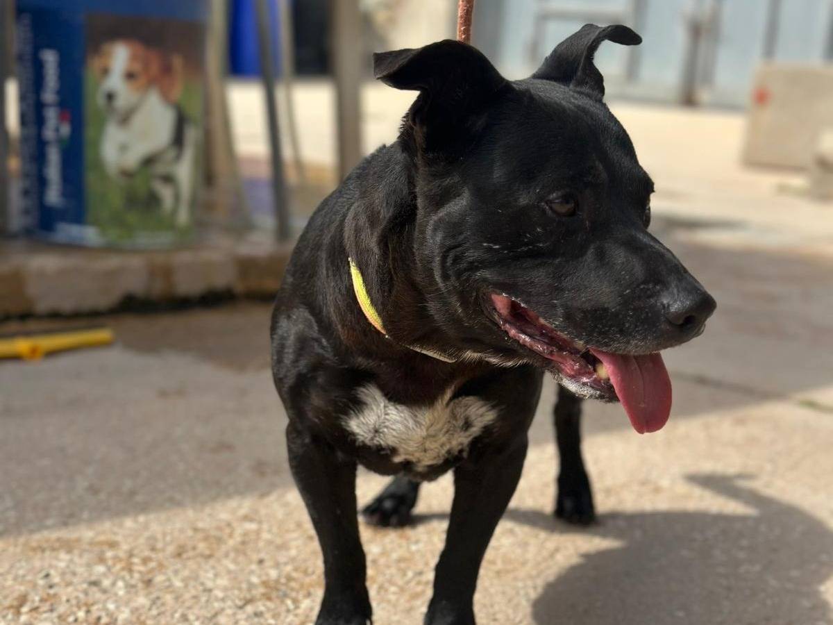 Adozione cane, maschio, Razza sconosciuta Razza sconosciuta, 2 anni e 3 mesi, taglia media contenuta, Trapani
