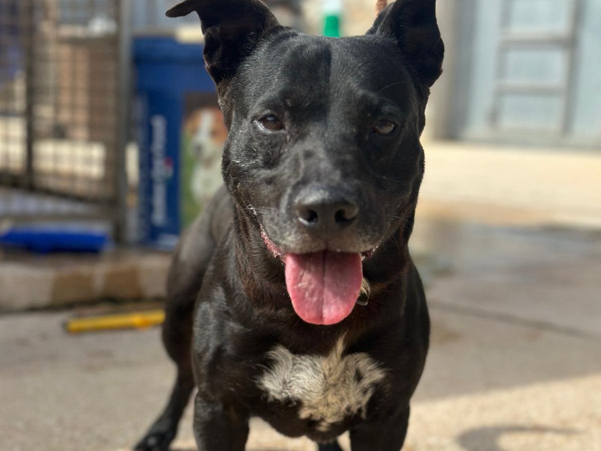 Adotta un cane, taglia media contenuta, maschio, Trapani