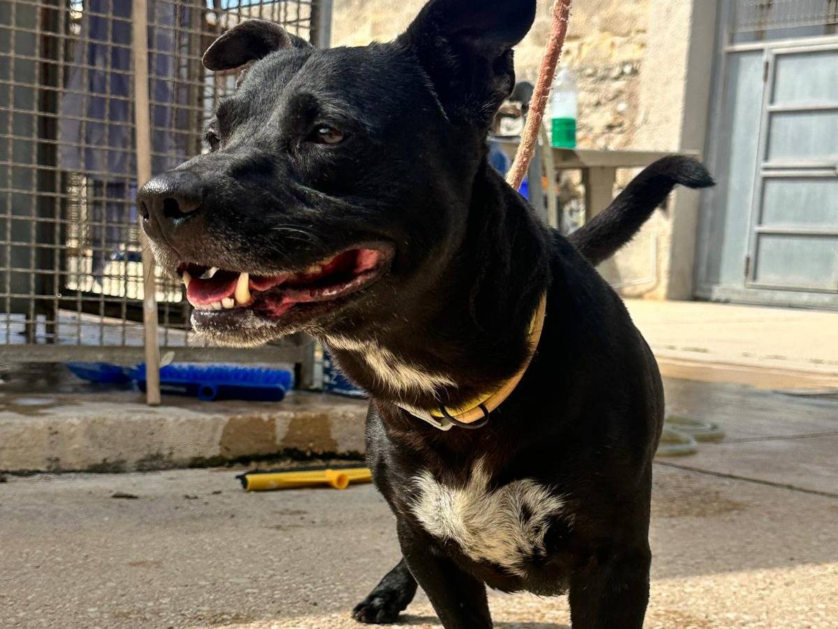 Vuoi adottare un cane a Trapani?