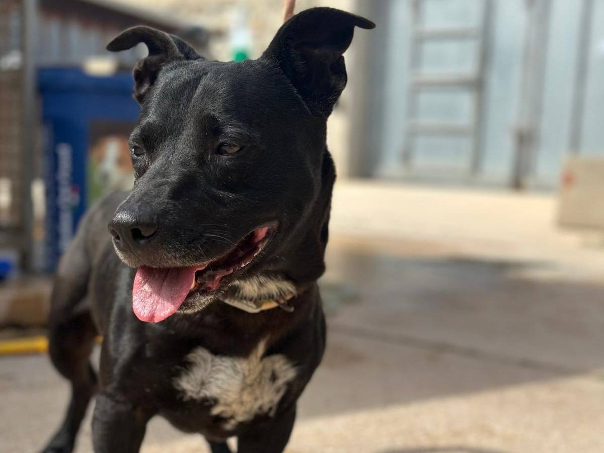 Adotta il cane Pallino a Trapani