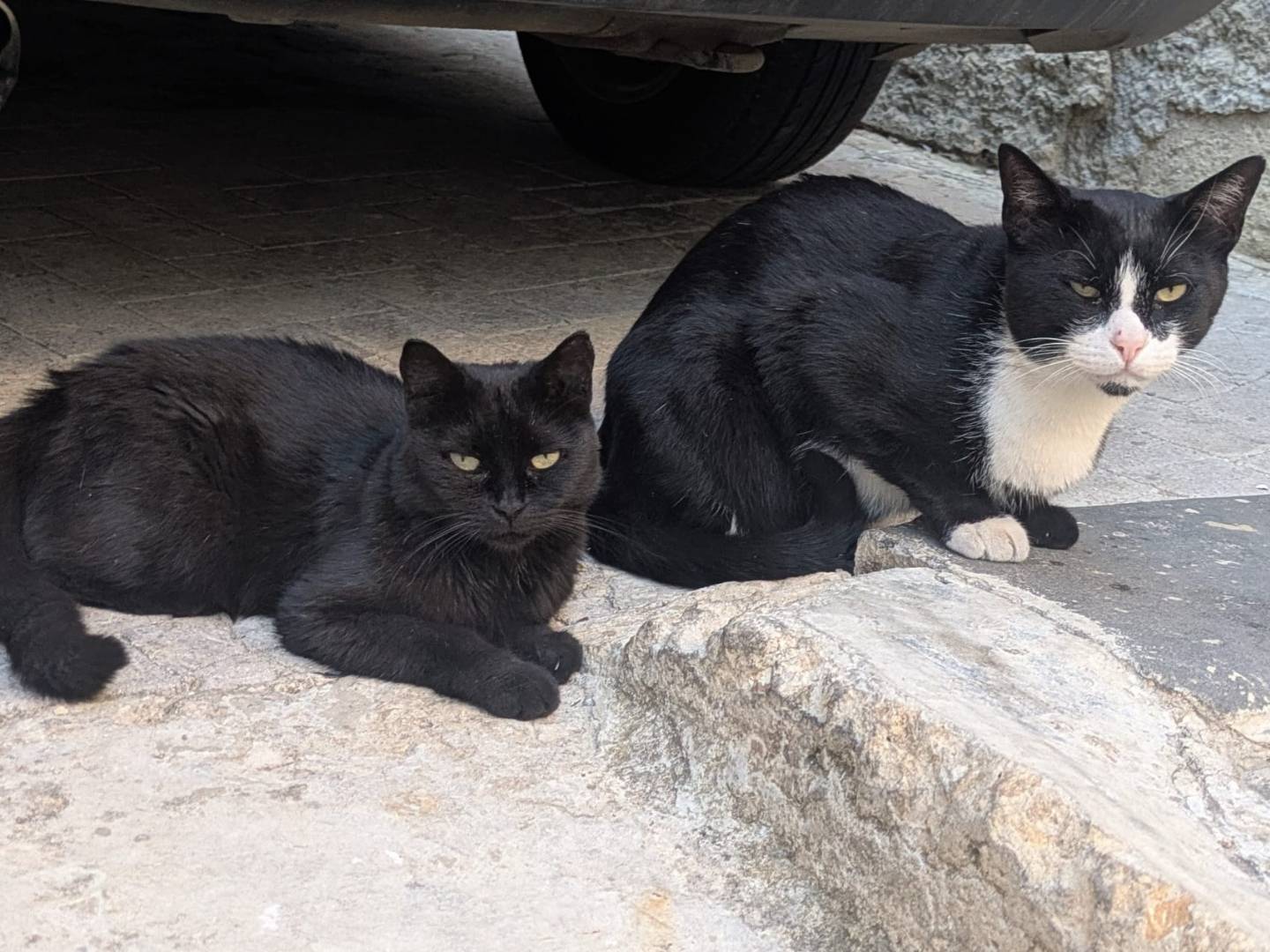 Adozione gatto, maschio, Razza sconosciuta Razza sconosciuta, 5 anni e 8 mesi, taglia non valida, Catania