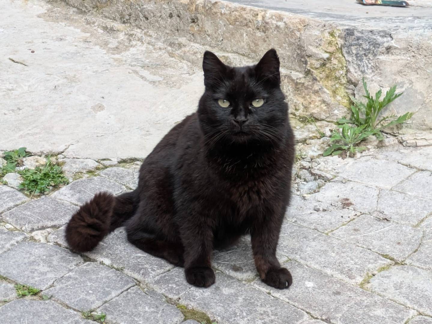 Adotta un gatto, maschio, 5 anni e 8 mesi, Catania