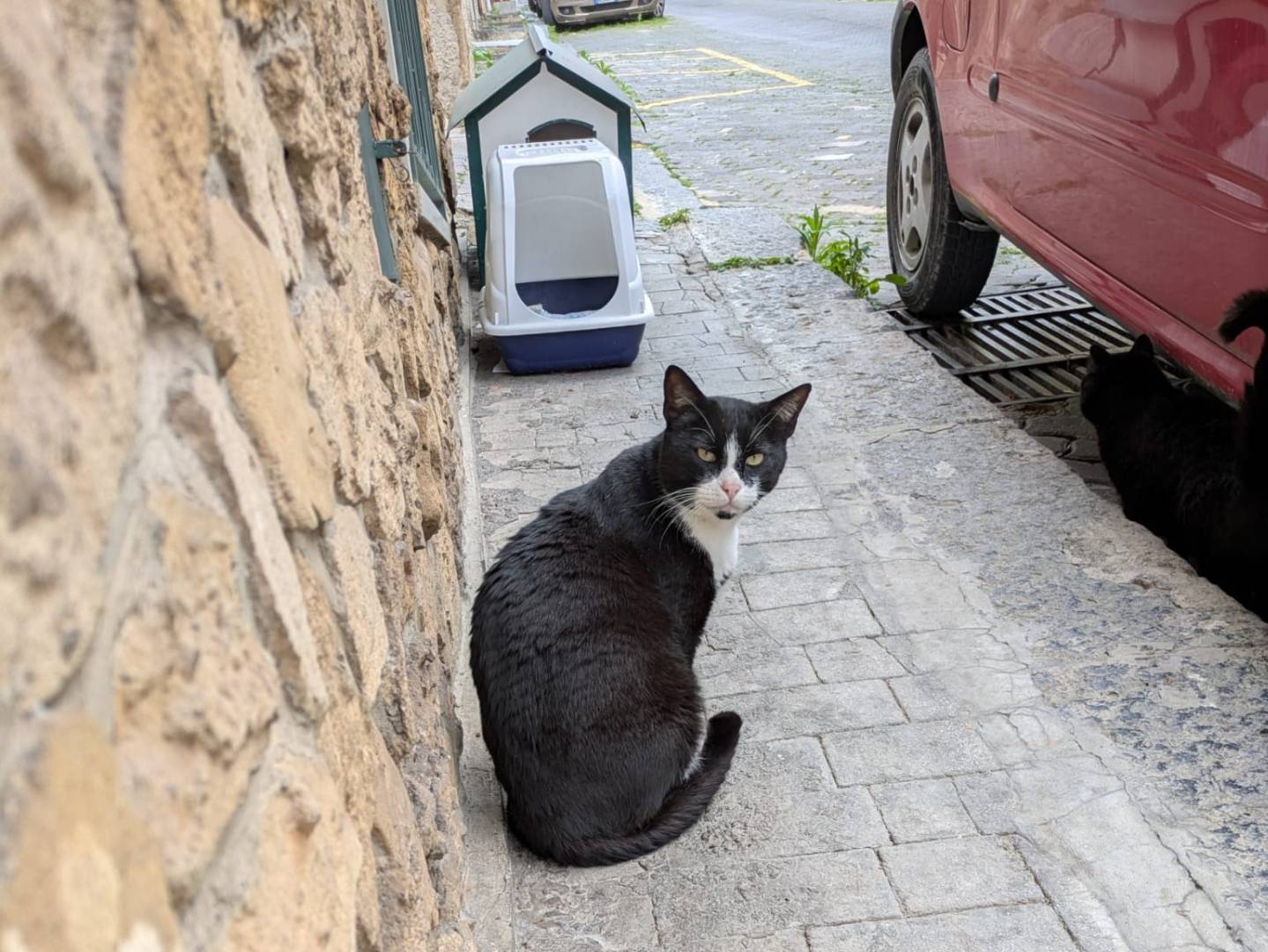 Adotta un gatto, taglia non valida, maschio, Catania