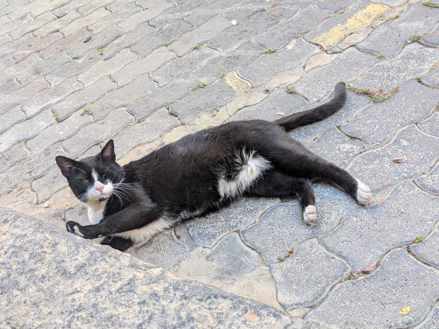 Vuoi adottare un gatto a Catania?