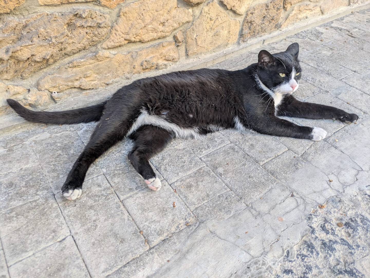 Adotta il gatto Calzino e Teresa a Catania