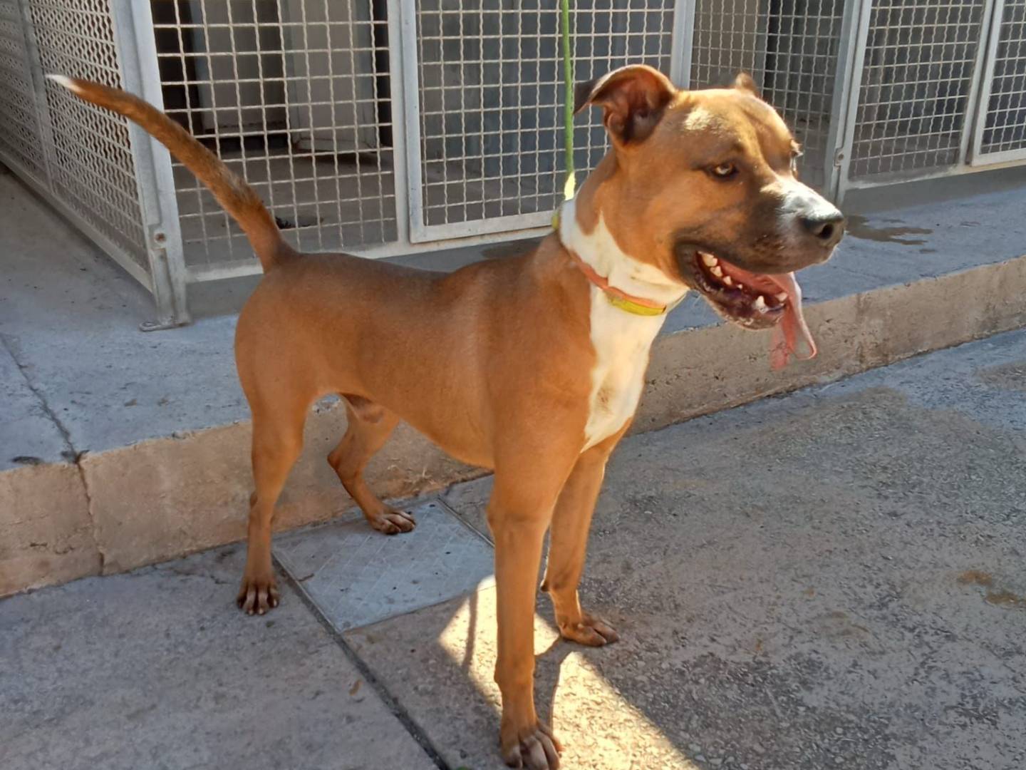 Adozione cane, maschio, Razza sconosciuta Razza sconosciuta, 8 mesi, taglia media, Trapani