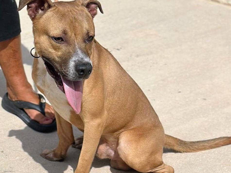 Adotta un cane, maschio, 8 mesi, Trapani