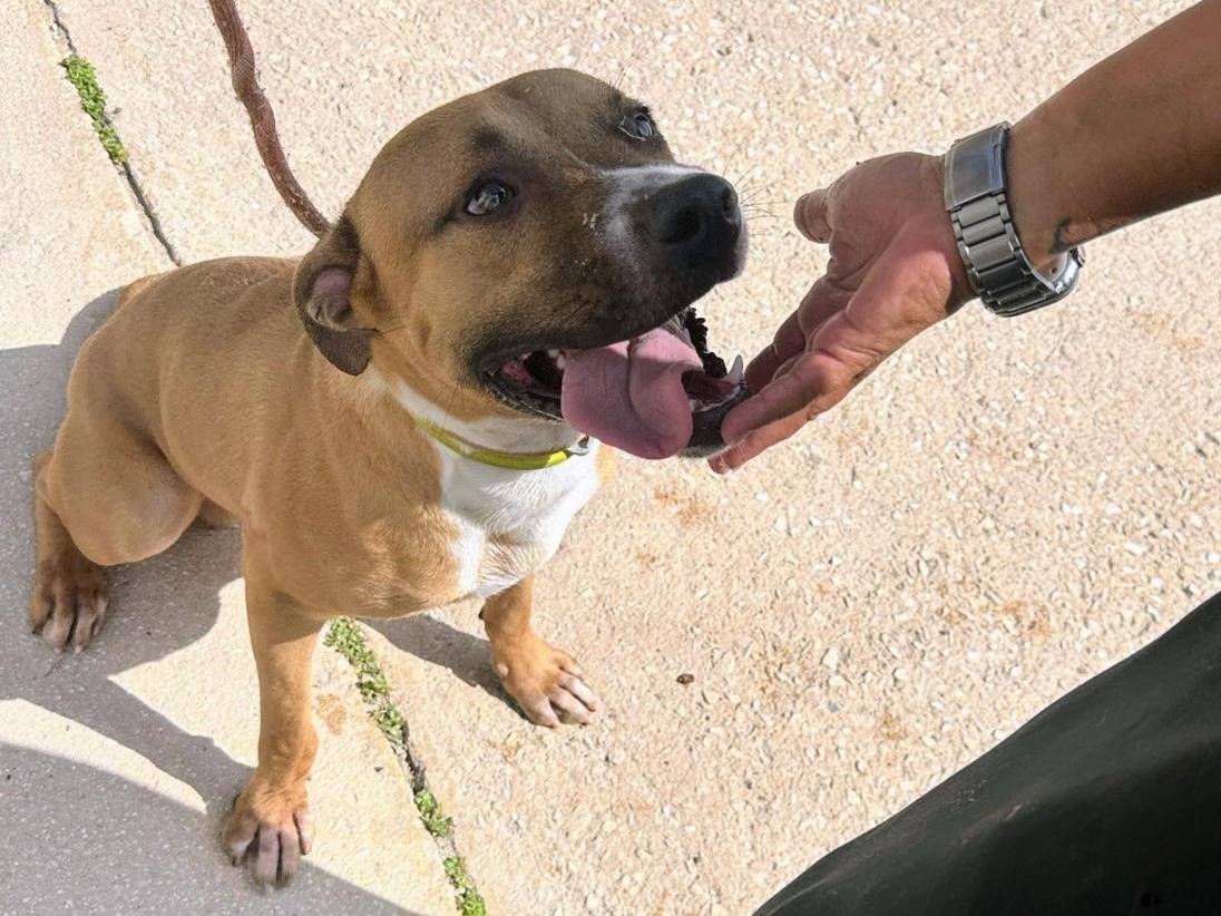 Adotta un cane, taglia media, maschio, Trapani