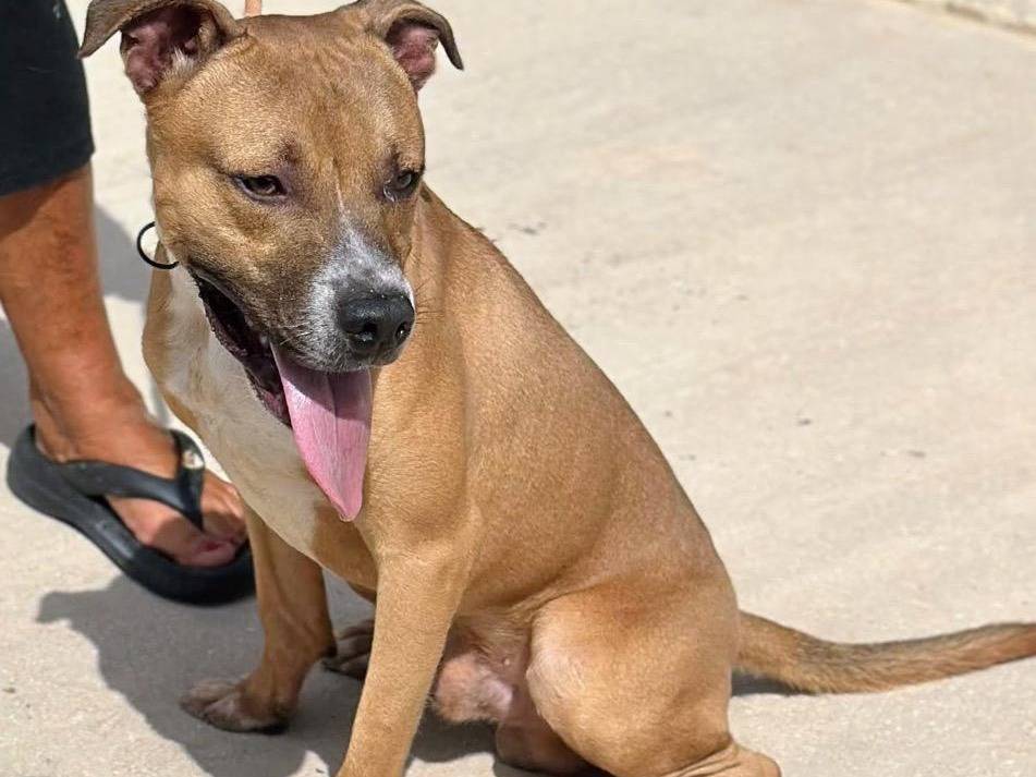 Vuoi adottare un cane a Trapani?