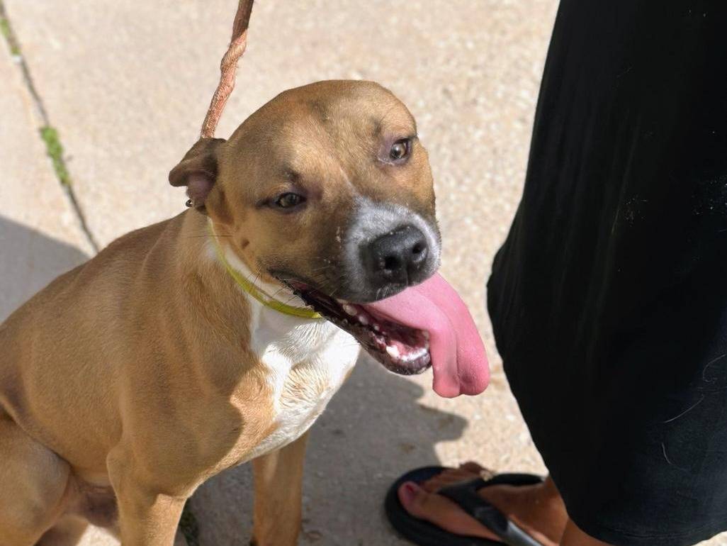 Adotta il cane Biscotto a Trapani