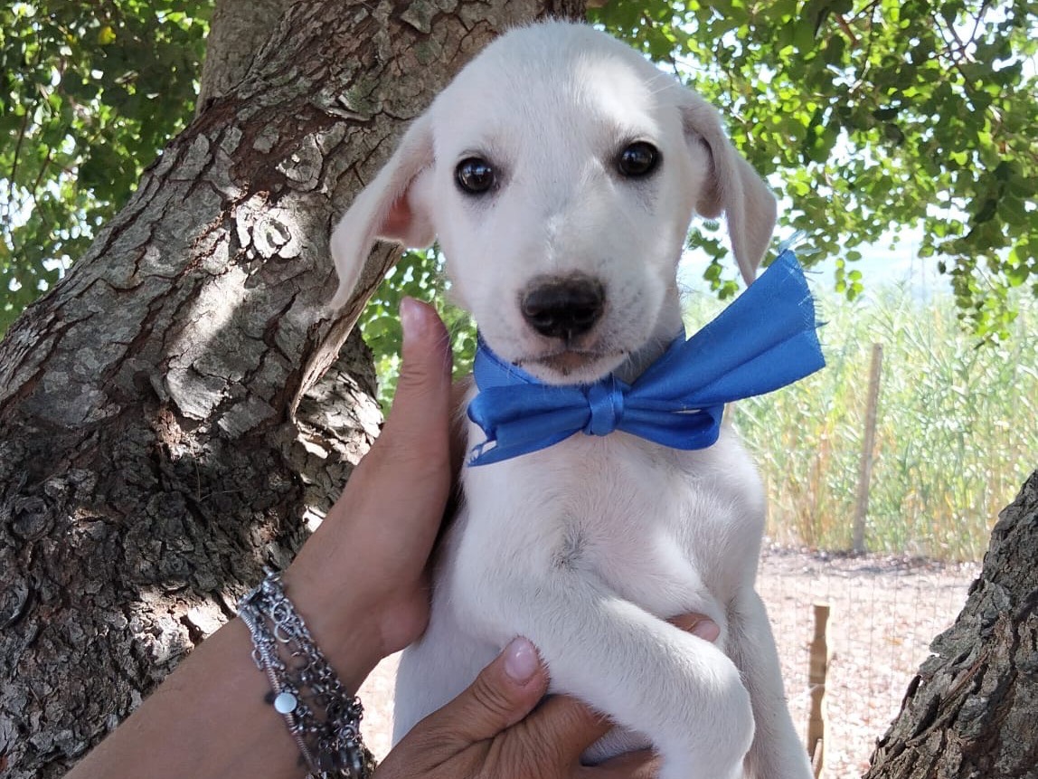 Adozione cane, maschio, Razza sconosciuta Razza sconosciuta, 4 mesi, taglia media, Ragusa