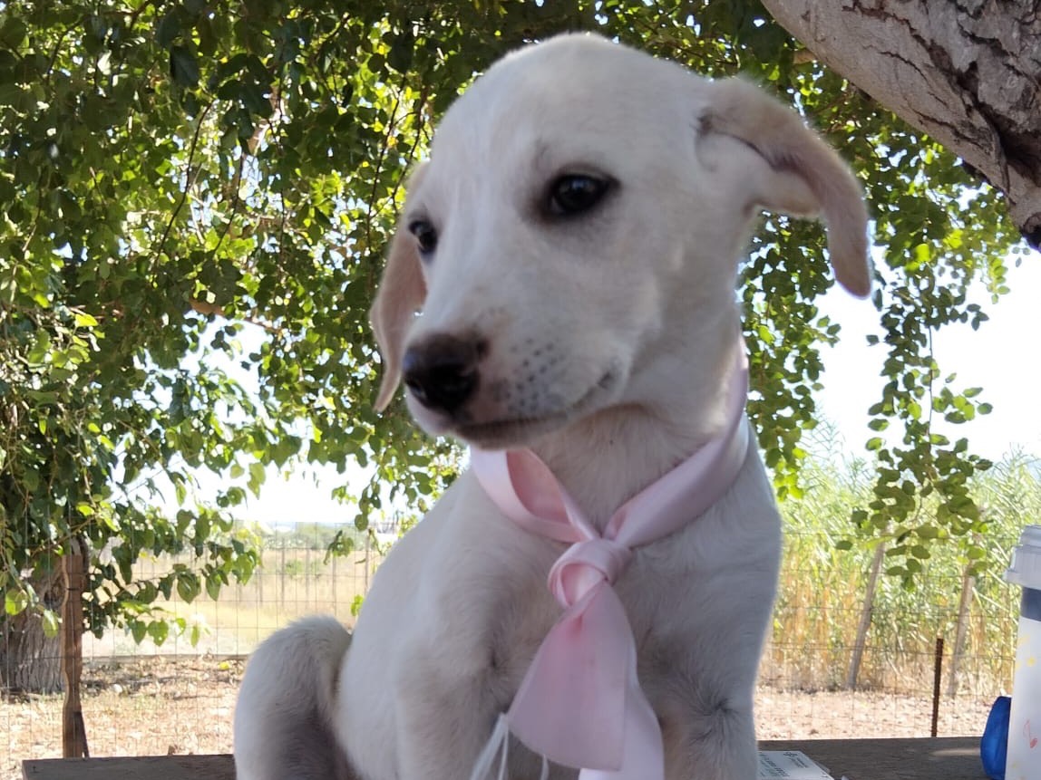 Adozione cane, femmina, Razza sconosciuta Razza sconosciuta, 3 mesi, taglia media, Ragusa