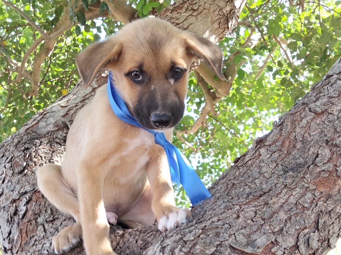 Adozione cane, maschio, Razza sconosciuta Razza sconosciuta, 3 mesi, taglia media, Ragusa