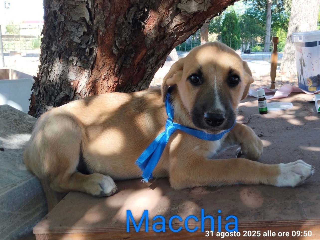Adozione cane, maschio, Razza sconosciuta Razza sconosciuta, 3 mesi, taglia media, Ragusa