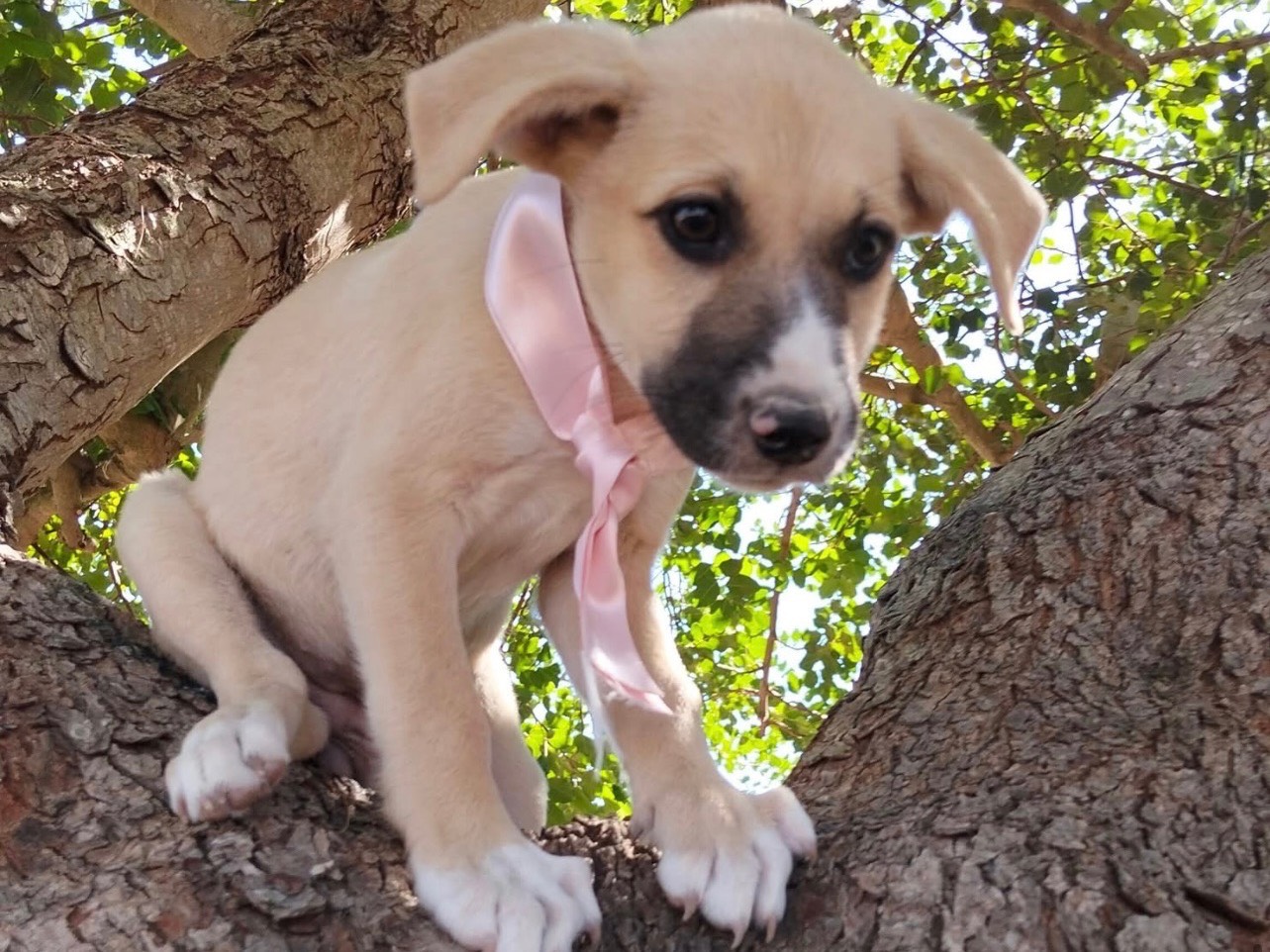 Adozione cane, femmina, Razza sconosciuta Razza sconosciuta, 3 mesi, taglia media, Ragusa