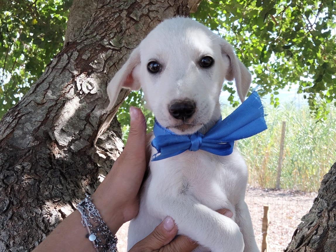 Adozione cane, maschio, Razza sconosciuta Razza sconosciuta, 3 mesi, taglia media, Ragusa
