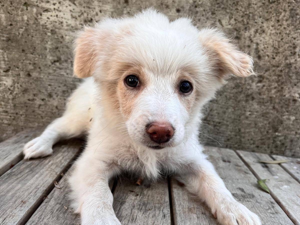 Adozione cane, femmina, Razza sconosciuta Razza sconosciuta, 2 mesi, taglia piccola, Catanzaro
