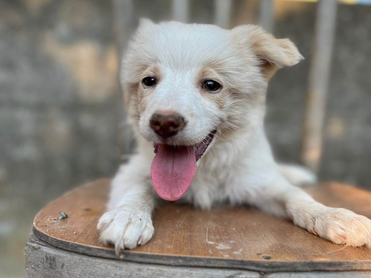 Adotta un cane, femmina, 2 mesi, Catanzaro