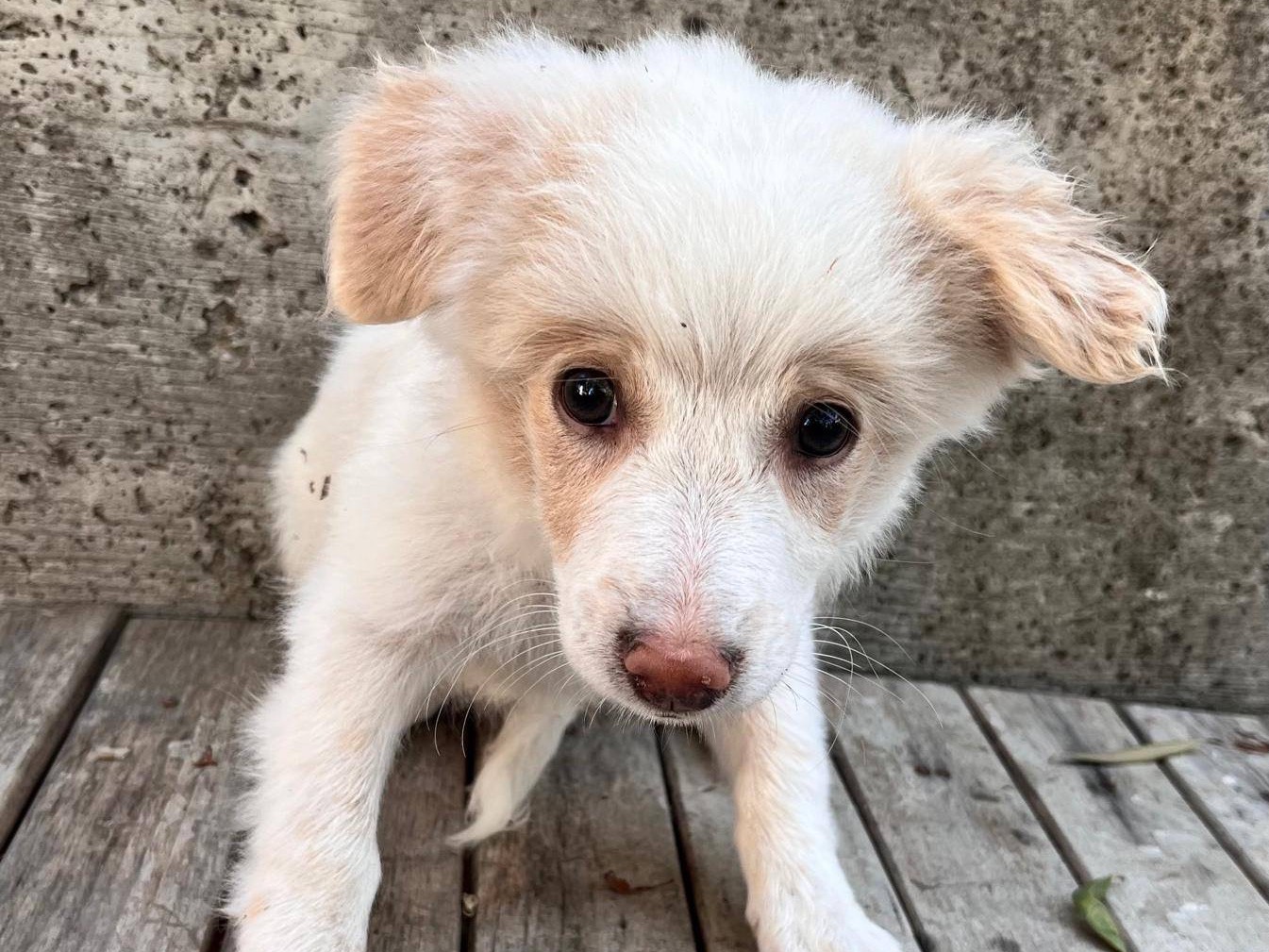 Adotta un cane, taglia piccola, femmina, Catanzaro