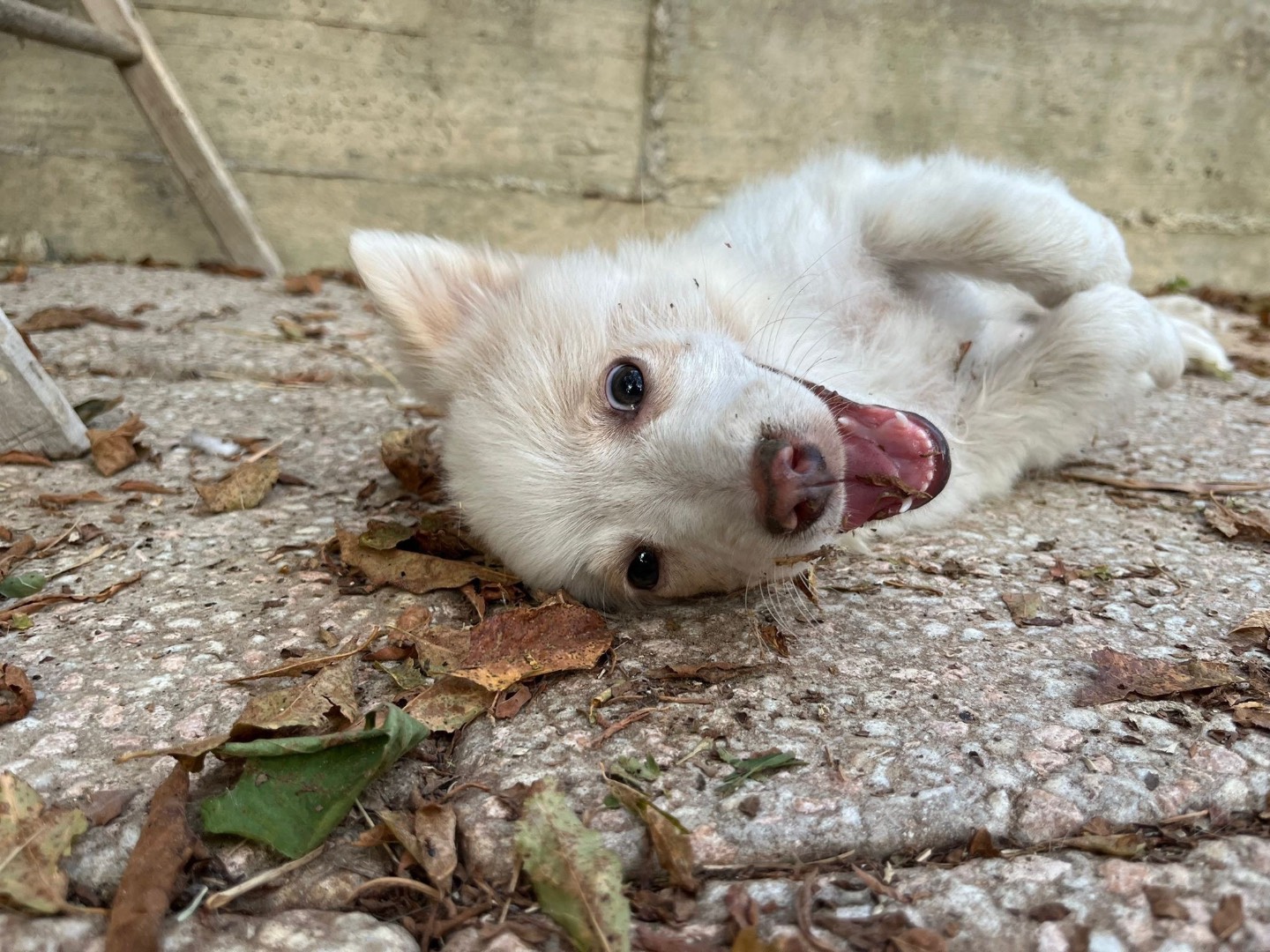 Adotta il cane Circe a Catanzaro