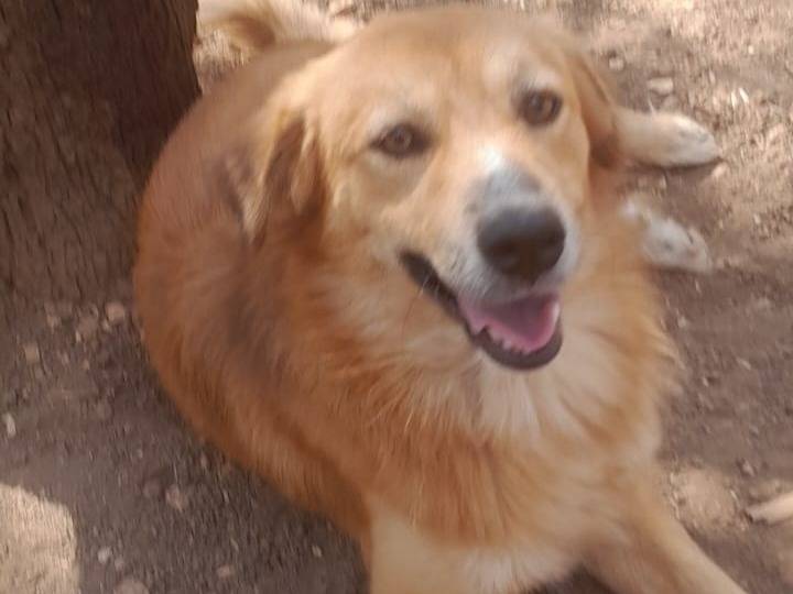 Adozione cane, maschio, Razza sconosciuta Razza sconosciuta, 1 anno e 1 mese, taglia media contenuta, Milano