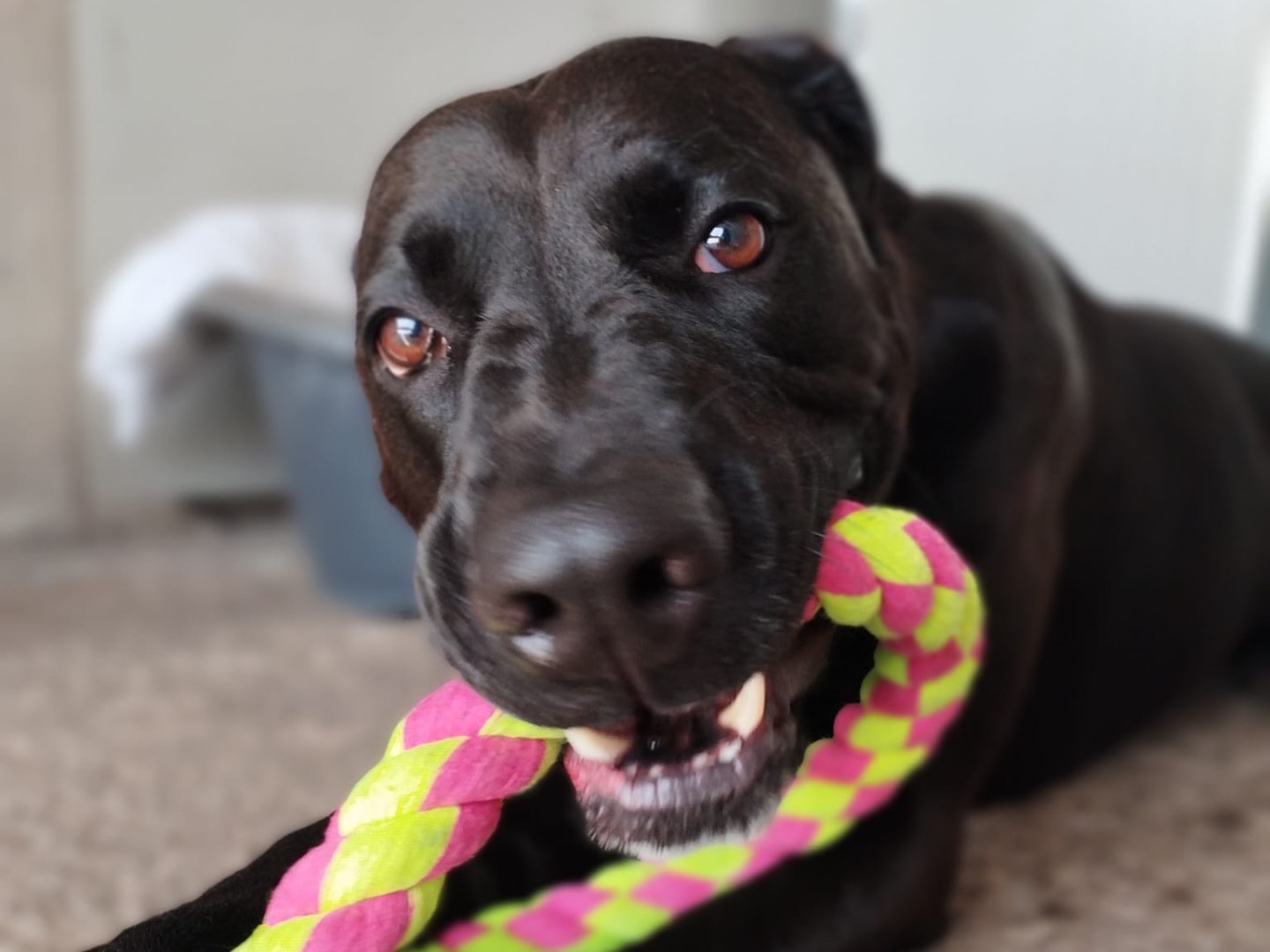 Adozione cane, maschio, Razza sconosciuta Razza sconosciuta, 5 anni e 5 mesi, taglia grande, Milano