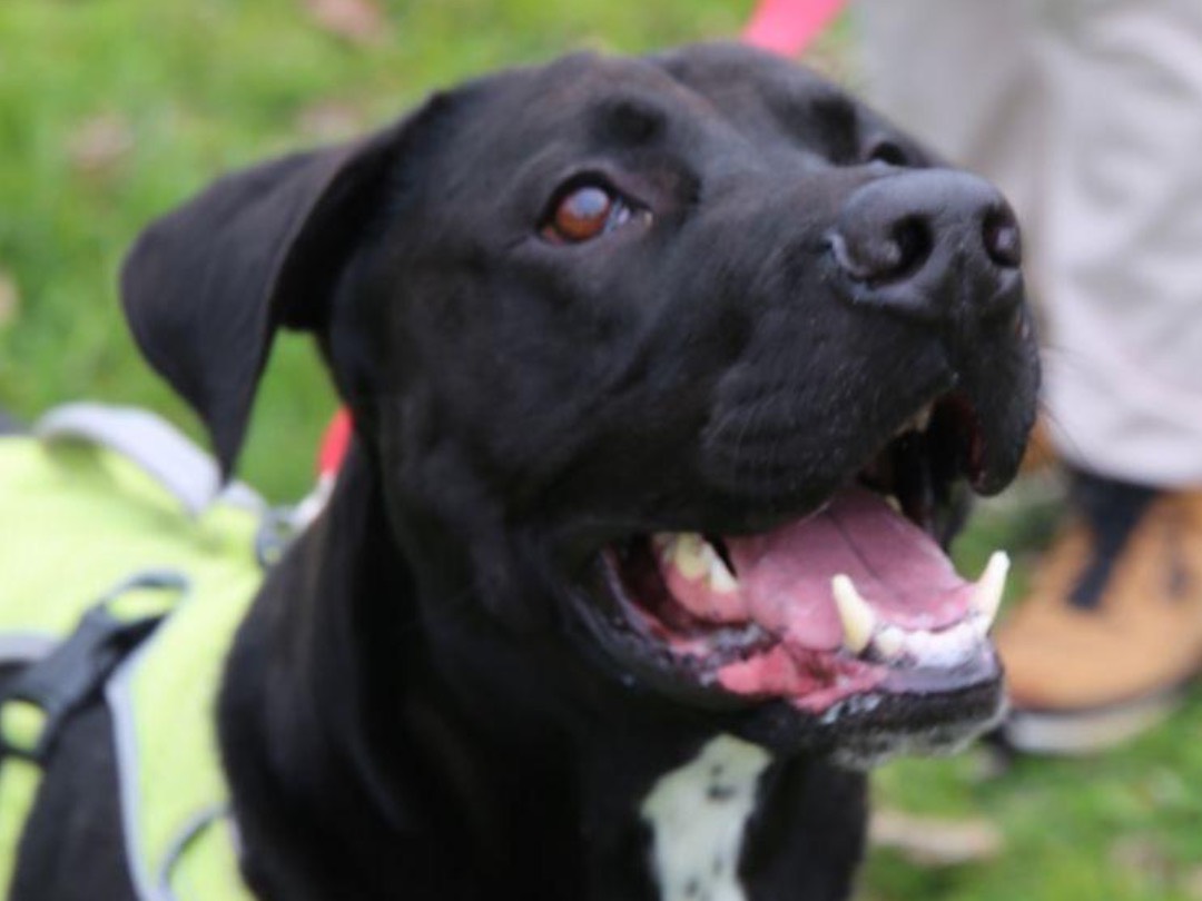 Adotta un cane, maschio, 5 anni e 5 mesi, Milano