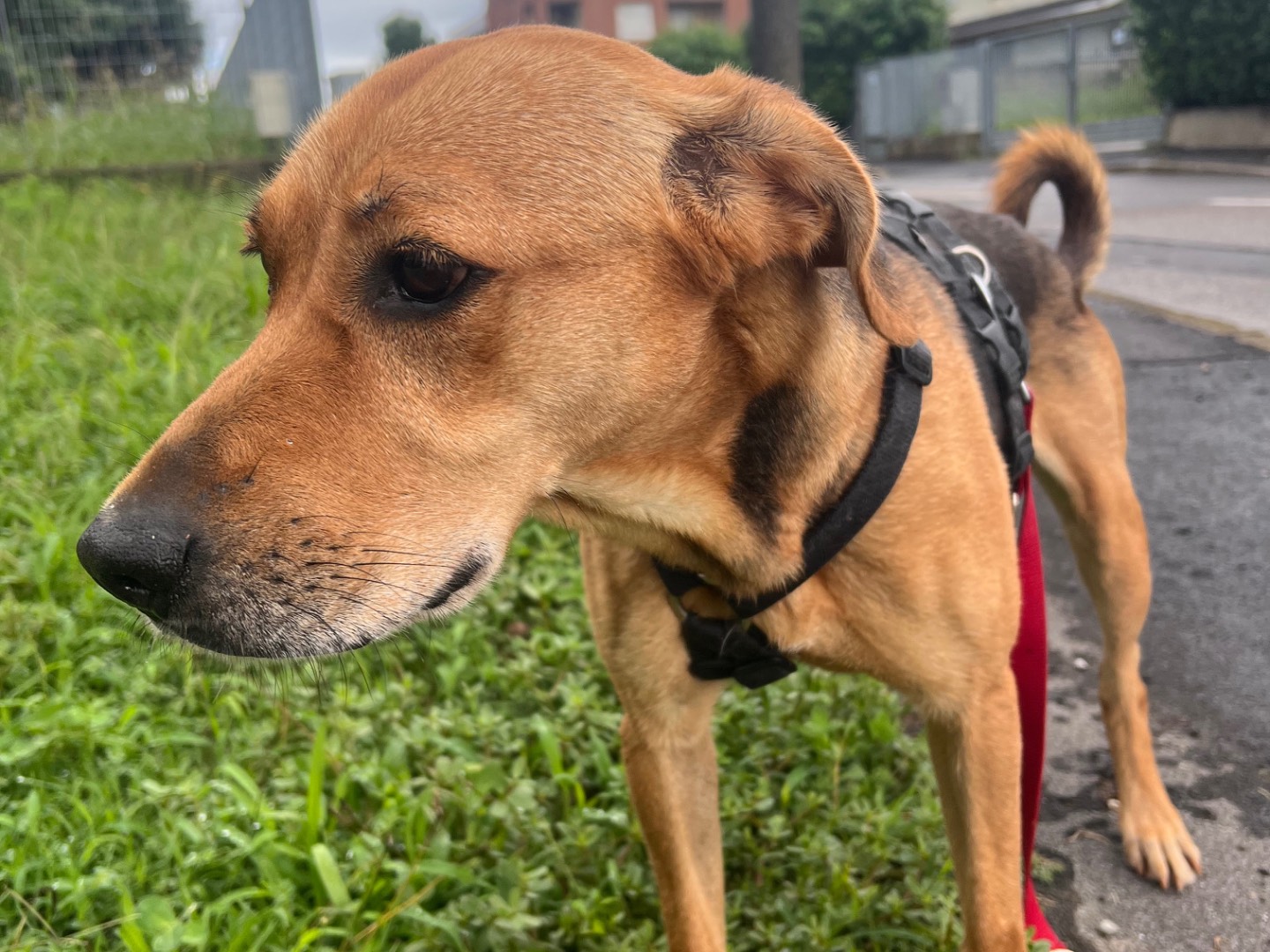 Adozione cane, femmina, Razza sconosciuta Razza sconosciuta, 3 anni e 4 mesi, taglia media, Milano