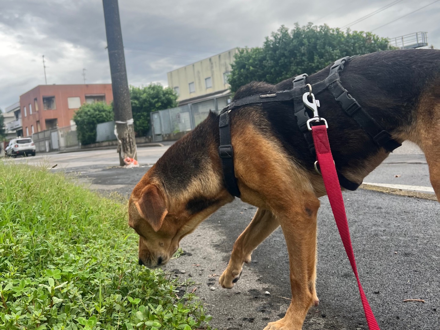 Adotta un cane, femmina, 3 anni e 4 mesi, Milano