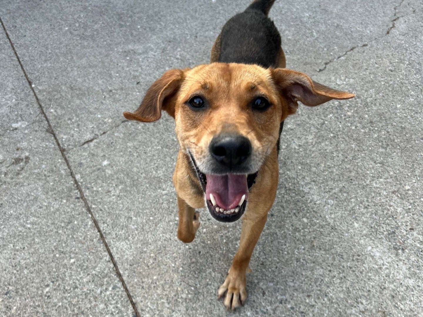 Adotta un cane, taglia media, femmina, Milano