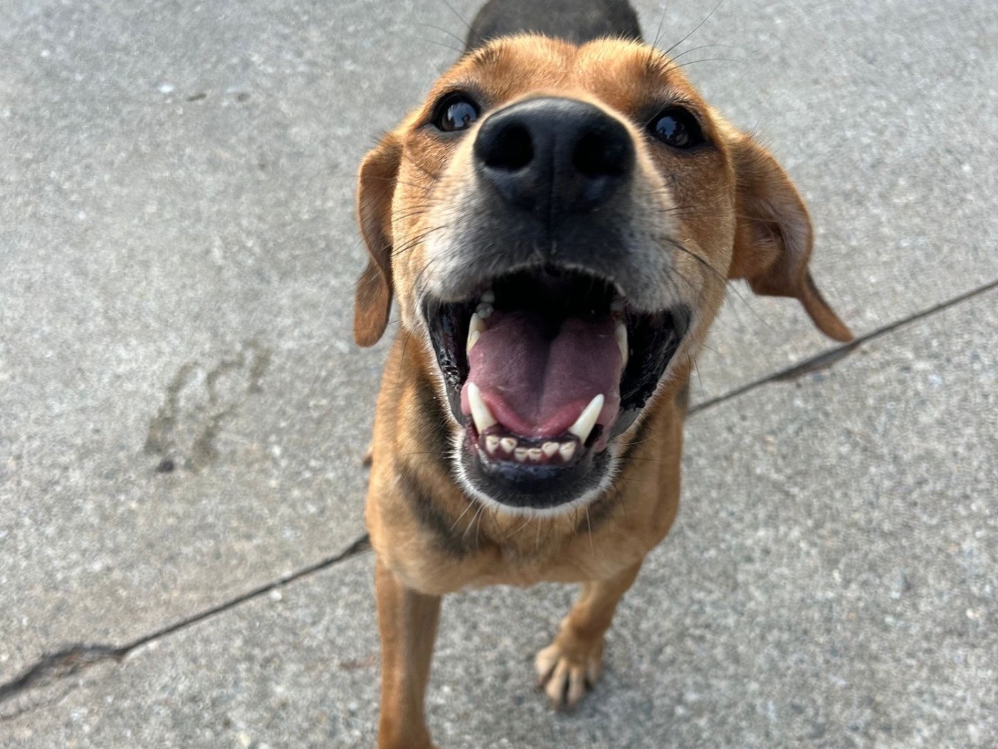Vuoi adottare un cane a Milano?