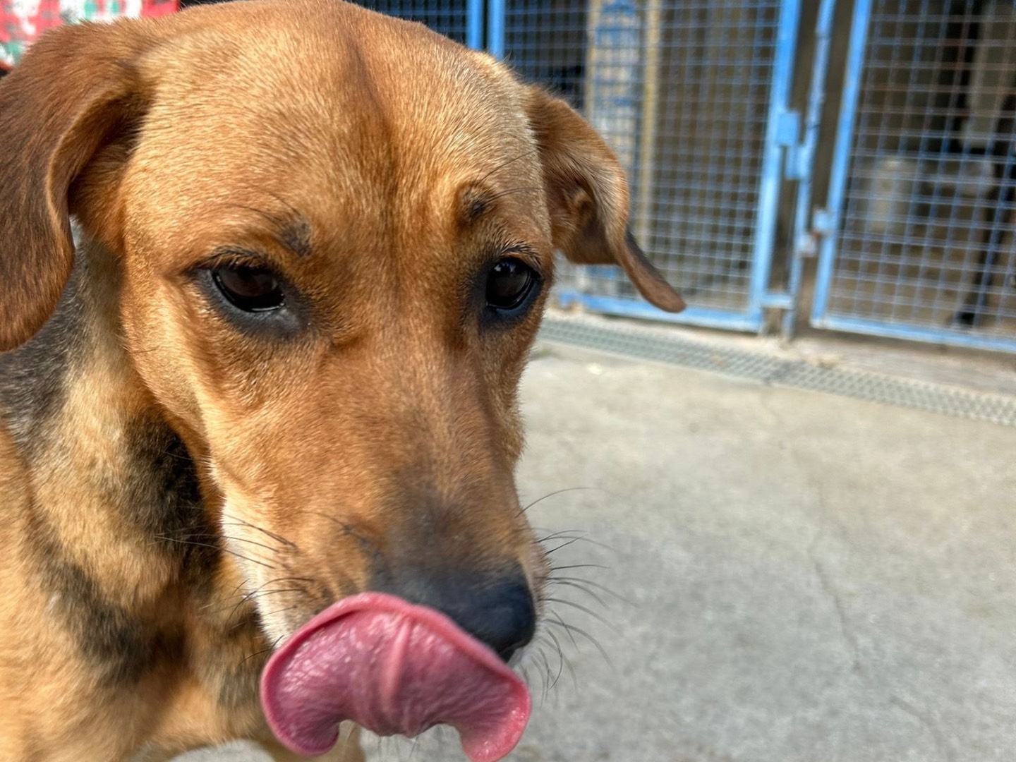 Adotta il cane Gina a Milano