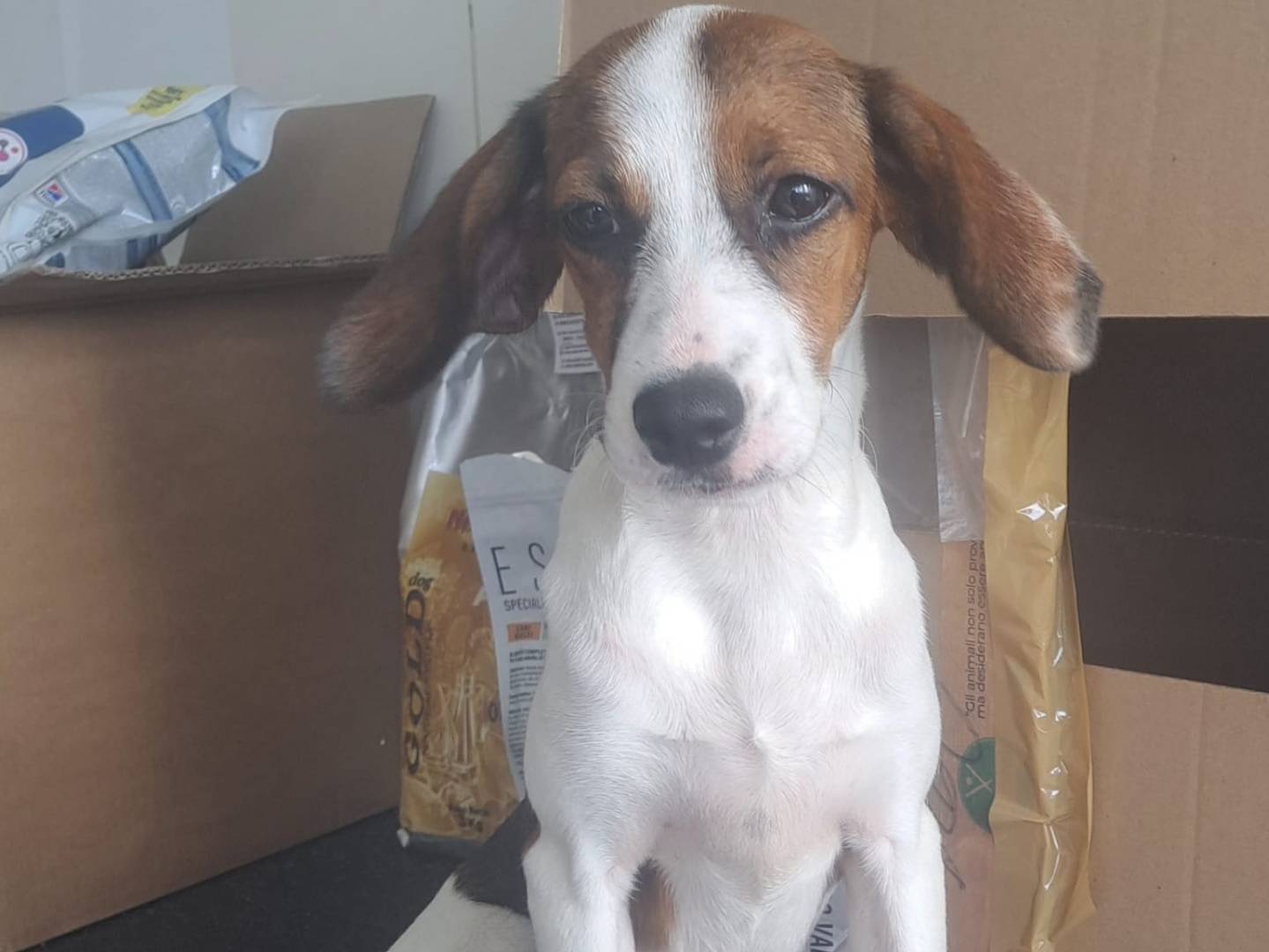 Adozione cane, femmina, Razza sconosciuta Razza sconosciuta, 4 mesi, taglia media contenuta, Milano