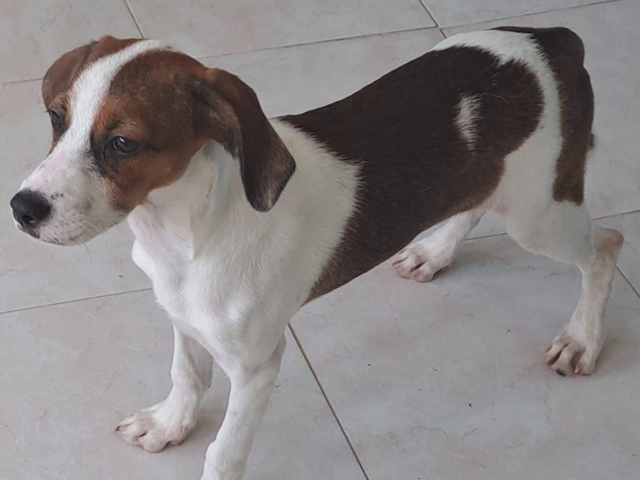 Adotta un cane, femmina, 4 mesi, Milano