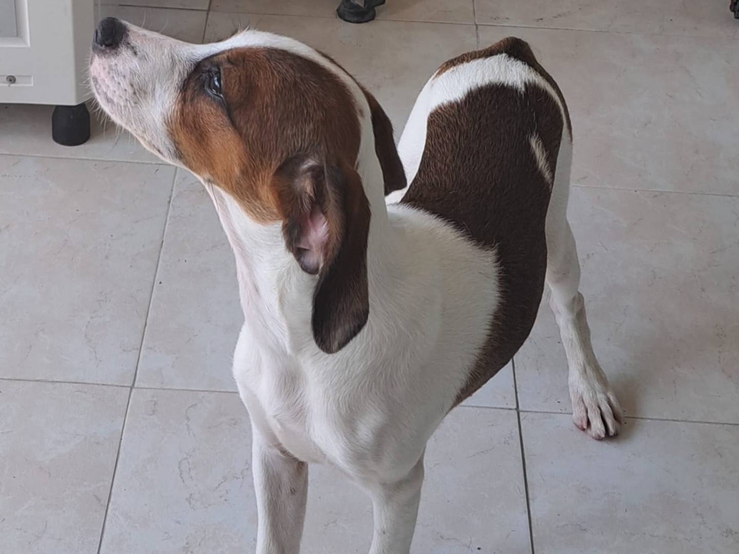 Adotta un cane, taglia media contenuta, femmina, Milano