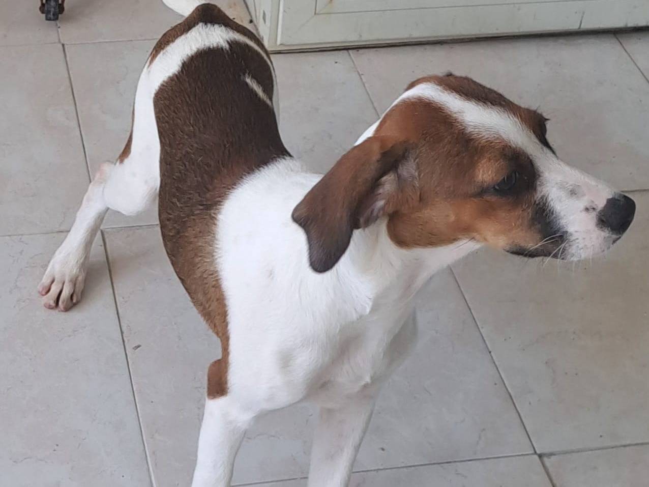 Vuoi adottare un cane a Milano?