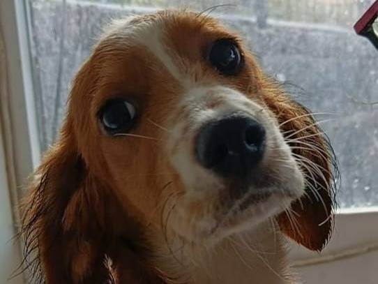 Adozione cane, maschio, Razza sconosciuta Razza sconosciuta, 4 mesi, taglia media contenuta, Milano