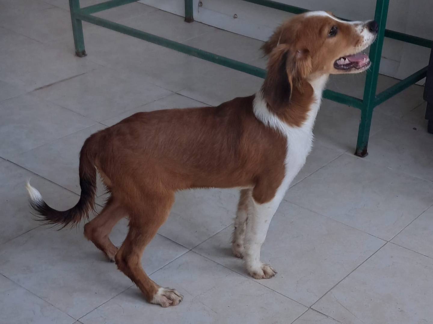 Adotta un cane, maschio, 4 mesi, Milano