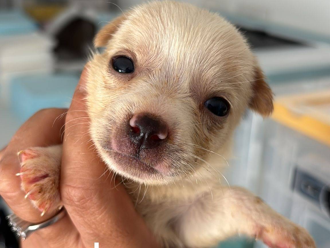 Adozione cane, femmina, Razza sconosciuta Razza sconosciuta, 2 mesi, taglia piccola, Messina