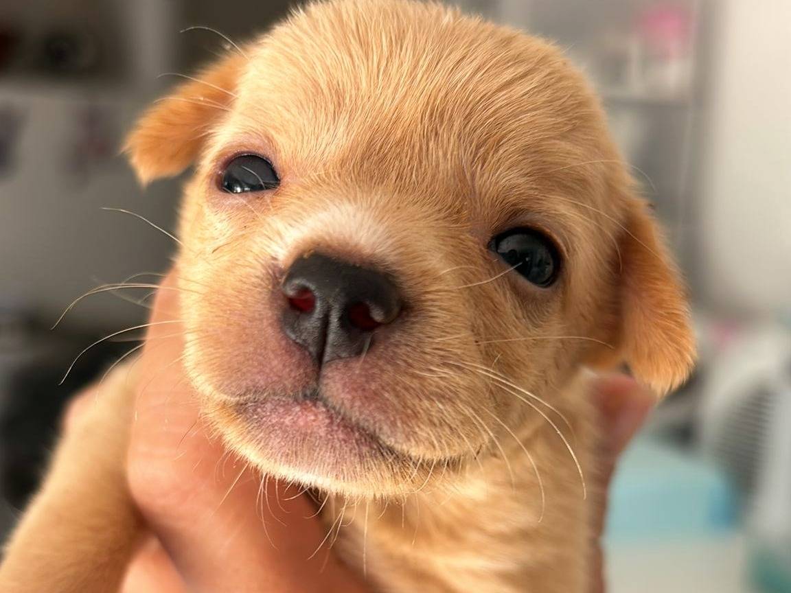 Adozione cane, femmina, Razza sconosciuta Razza sconosciuta, 2 mesi, taglia piccola, Messina