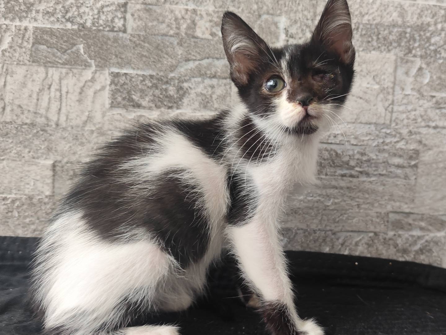 Adozione gatto, femmina, Razza sconosciuta Razza sconosciuta, 3 mesi, taglia non valida, Messina
